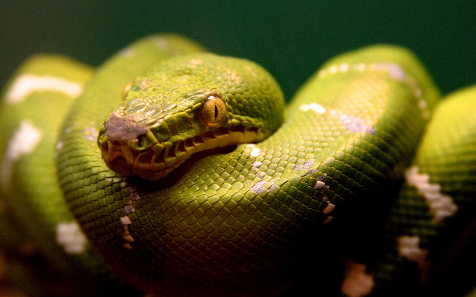 A Green Snake4522811152 - A Green Snake - Snake, King, green